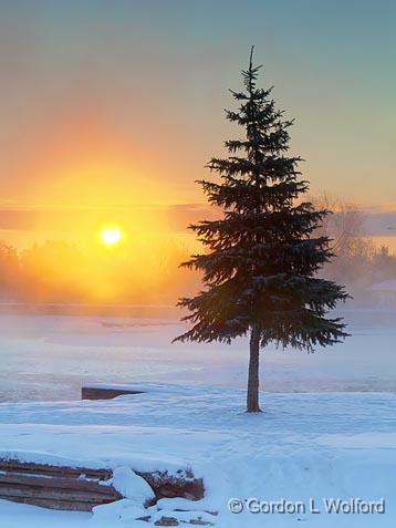 Sunrise Pine_05093.jpg - Photographed along the Rideau Canal Waterway at Smiths Falls, Ontario, Canada.